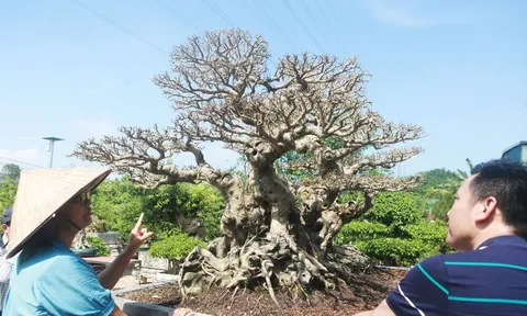 Bất ngờ về tác phẩm Sanh cổ độc đáo “Song Long Tọa Thạch” lần đầu xuất diện